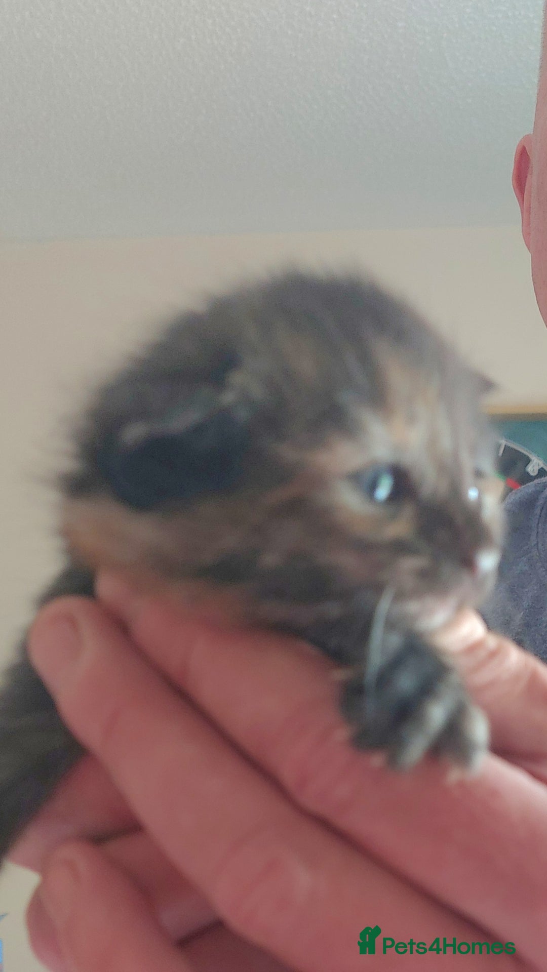 Domestic Shorthair cats for sale: Kittens  - Image 2