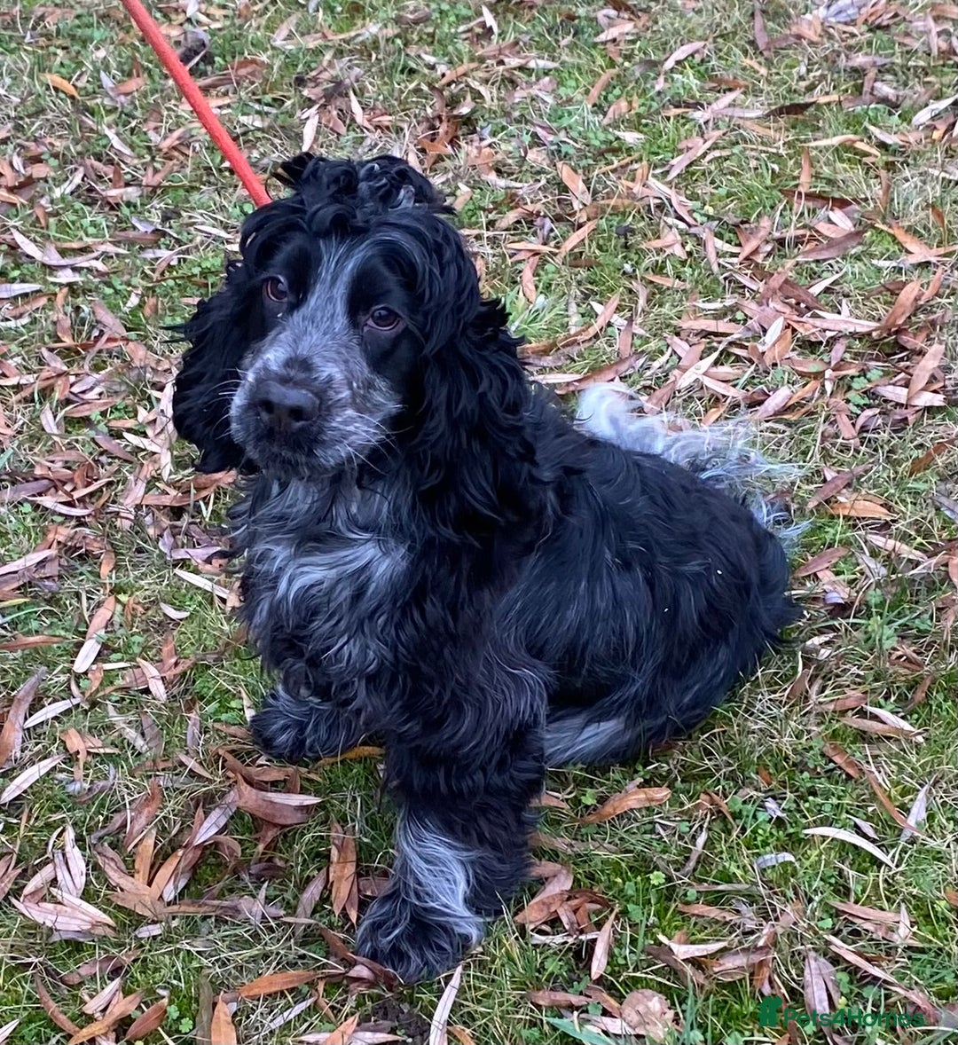 Cocker Spaniel dogs for sale: Adorable show cocker adult girls  - Advert 1