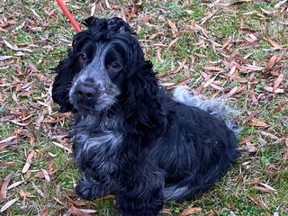 Cocker Spaniel dogs Adorable show cocker adult girls - Advert 15