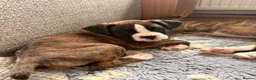 Boxer dogs for sale: 2 Boys remaining..... Bobtail Boxer Puppies - Advert 6
