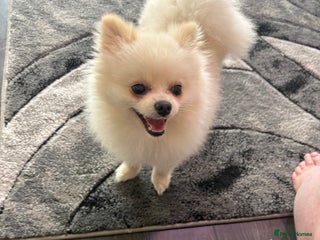 Pomeranian dogs - Advert 40