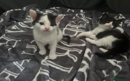Domestic Shorthair cats for sale: Black and white kittens - Image 1