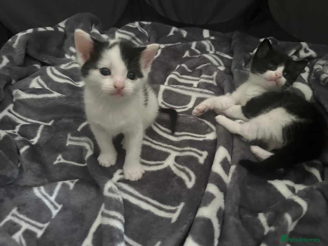 Domestic Shorthair cats for sale: Black and white kittens - Image 1