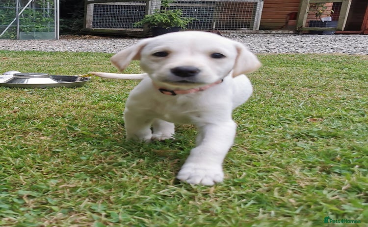 Labrador Retriever dogs - Advert 11