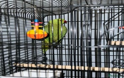 Parrots birds for sale:  Kakariki Pair + Male Indian Ringneck for Sale - Image 10