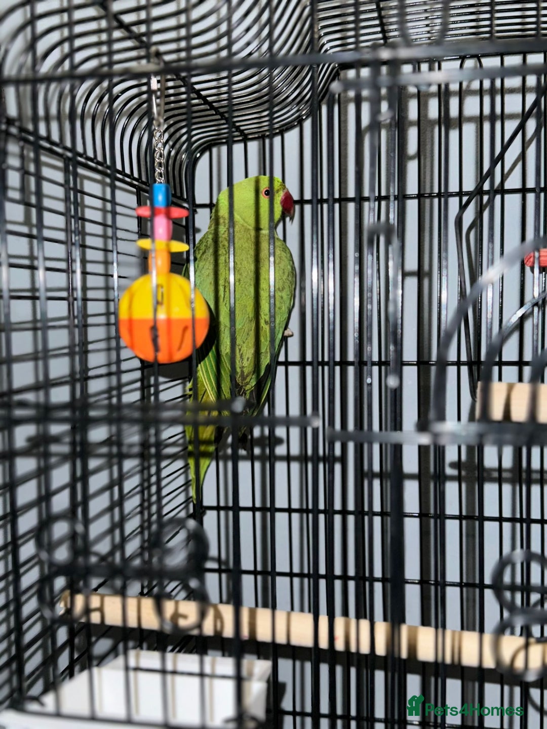 Parrots birds for sale:  Kakariki Pair + Male Indian Ringneck for Sale - Image 10