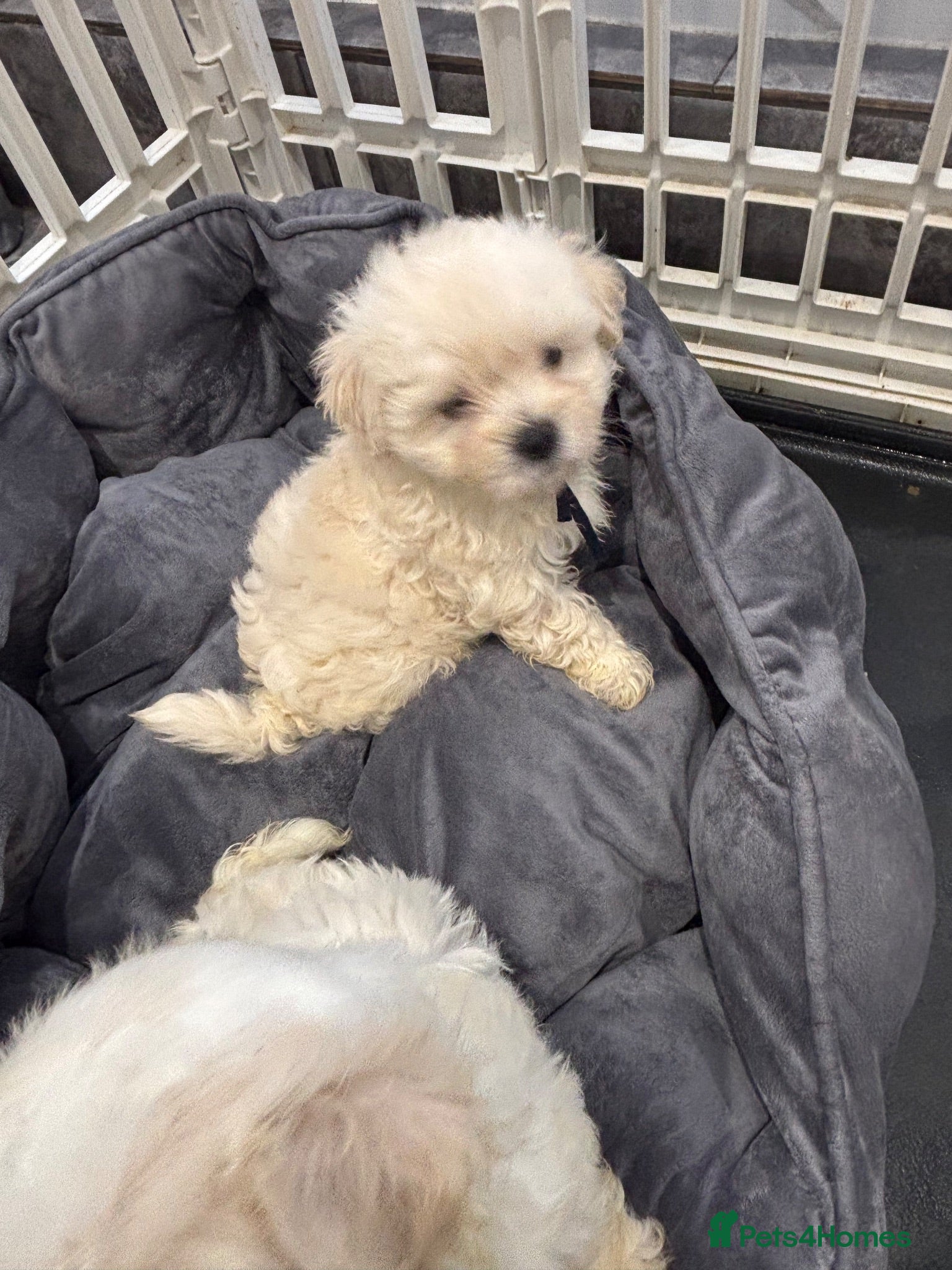 Maltipoo dogs BOY Ready to leave F1 Maltipoo true miniature  - Advert 2