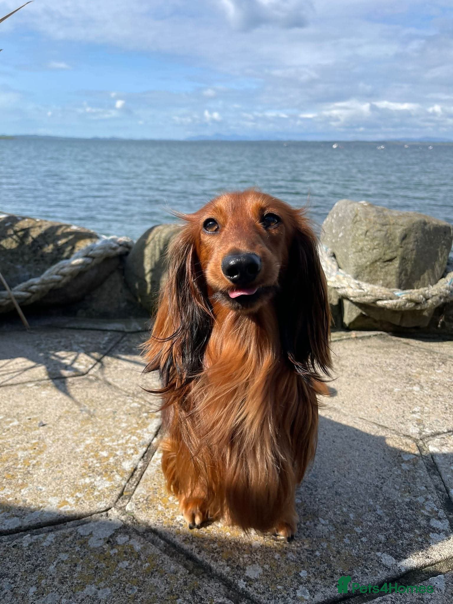 Miniature Dachshund dogs For stud miniature long hair dachshund  - Advert 5