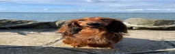 Miniature Dachshund dogs for stud: For stud miniature long hair dachshund  - Advert 3
