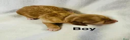 Cockapoo dogs for sale: DNA CLEAR, Stunning Cockapoos, Ready 30th October - Advert 2