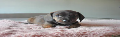 Miniature Dachshund 4 green collar 