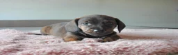 Miniature Dachshund dogs for sale: Beautiful pedigree KC miniature dachshund puppies  in Ilkeston - Advert 16