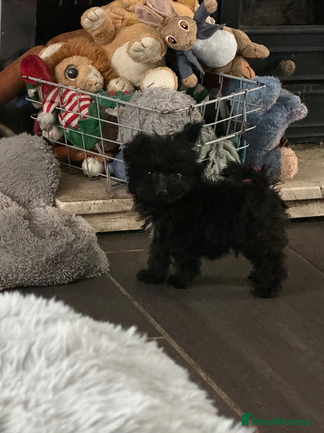Pomapoo dogs for sale: Pom x toy poodle  - Image 5