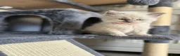Ragdoll cats for sale: Beautiful Ragdoll Kittens – Health Tested Parents. - Advert 12