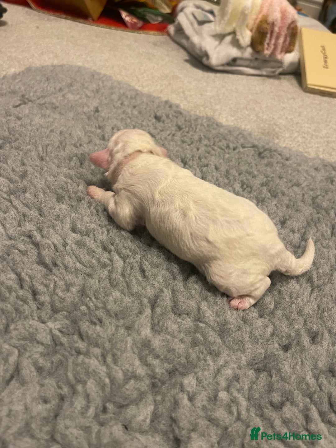 Poochon dogs for sale: Beautiful Poochon puppies for sale  - Advert 17