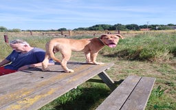 Mixed Breed dogs for sale: 7 months old male douge de Bordeaux x  - Image 3
