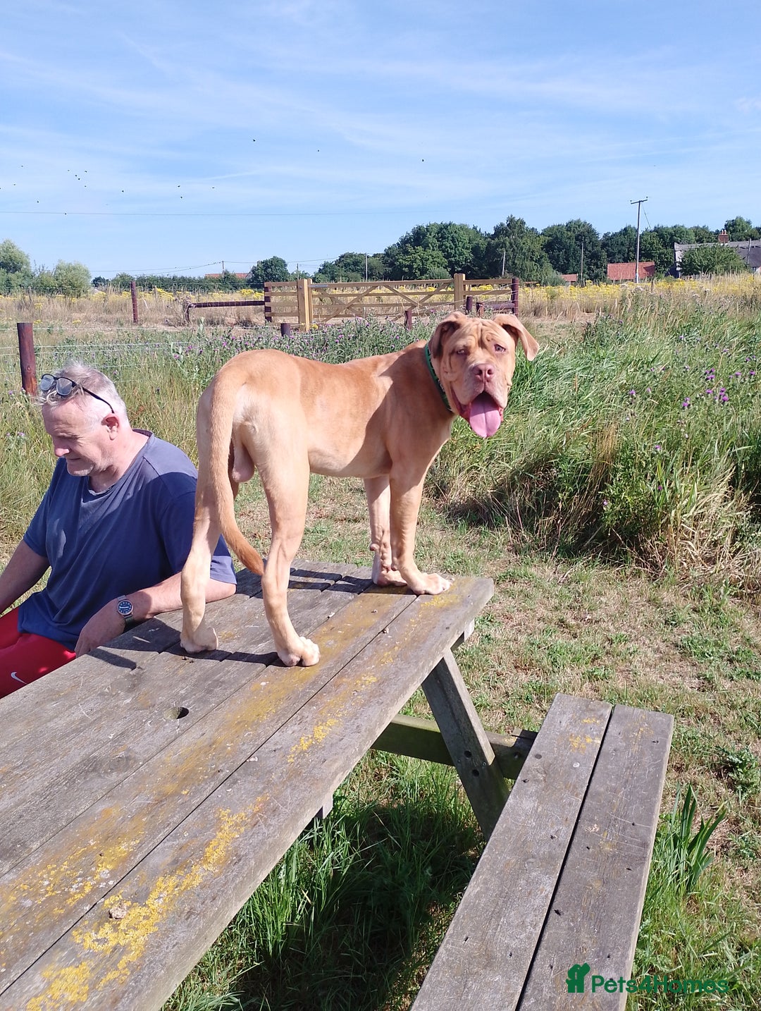 Mixed Breed dogs for sale: 7 months old male douge de Bordeaux x  - Image 3