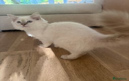 Ragdoll cats for sale: X1 male kitten ready to be loved  - Image 2
