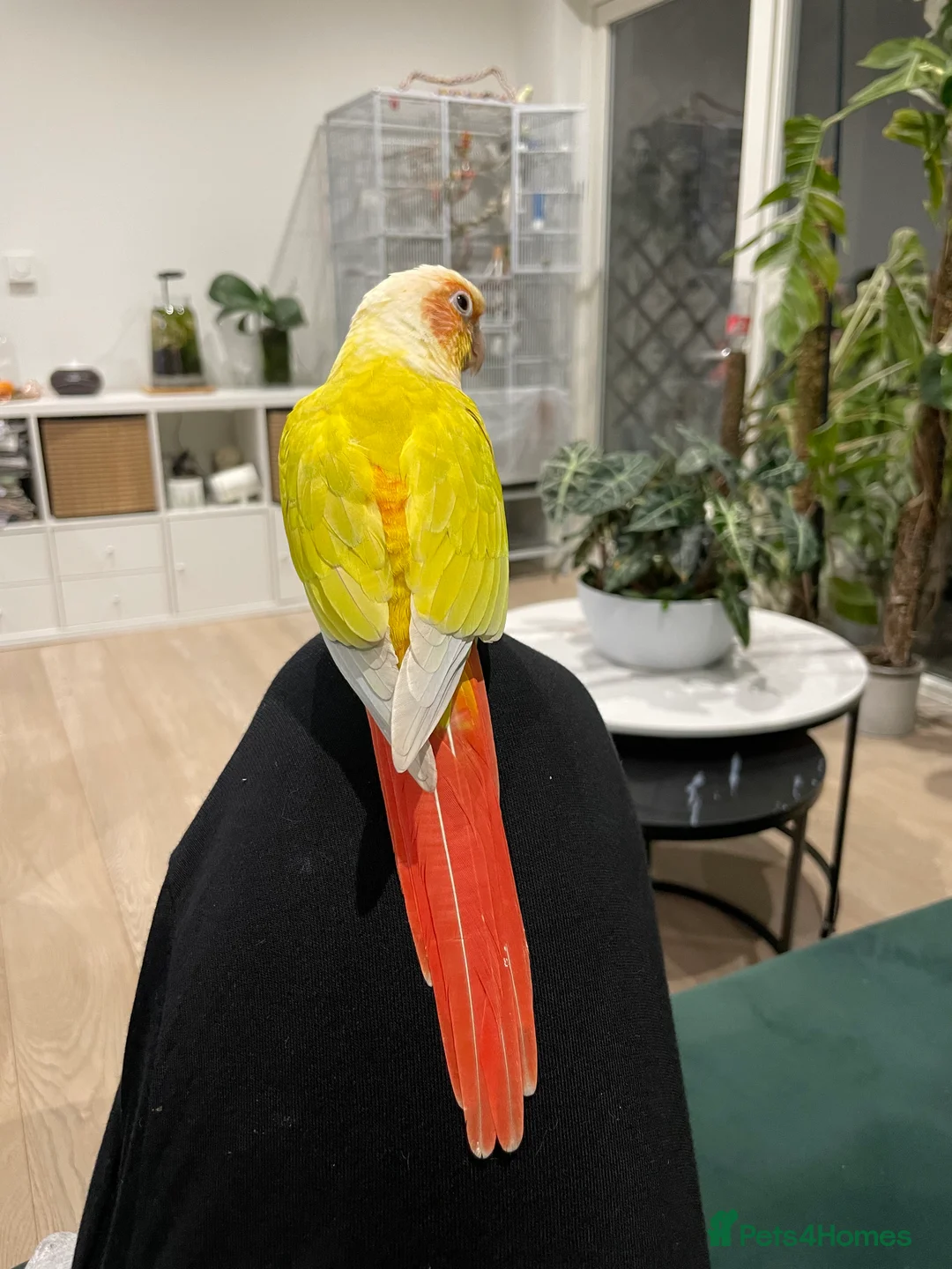 Conures birds for sale:   Pineapple Green-cheek Conure for Rehoming  - Advert 13