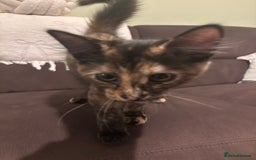 Mixed Breed cats for sale: Two lovely girls needing new home  - Image 7
