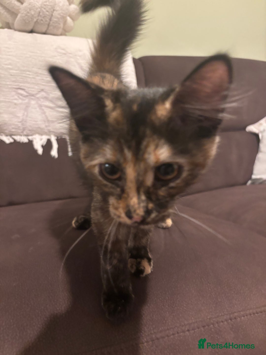 Mixed Breed cats for sale: Two lovely girls needing new home  - Image 7