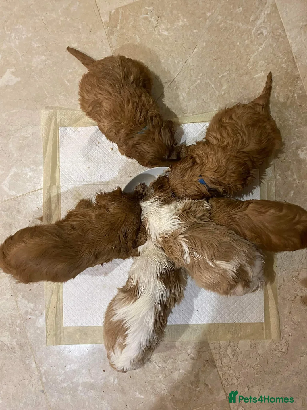 Cavalier King Charles Spaniel dogs for stud: For Stud- Exceptional Champ Pedigree Health Tested in New Milton - Advert 6