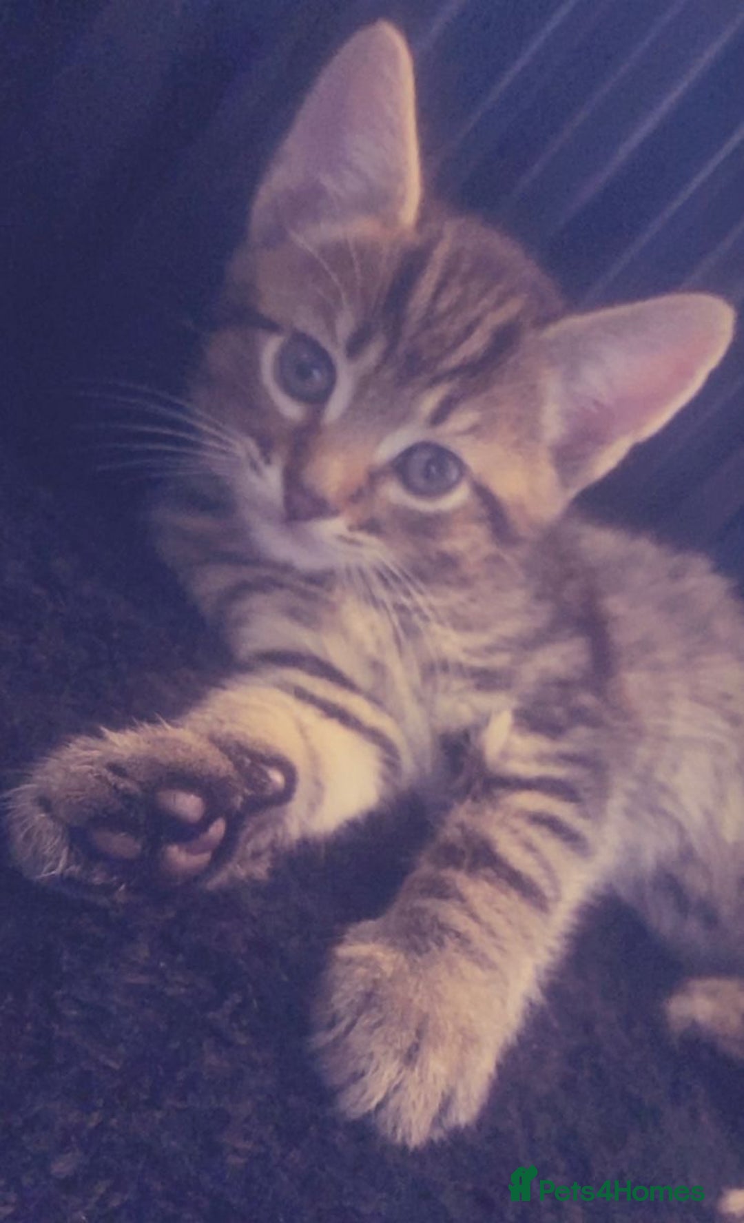 Mixed Breed cats for sale: 4 kittens, 3 girls & 1 boy - Advert 7