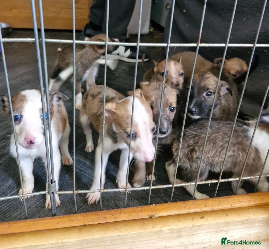 Lurcher dogs for sale: 8 beautiful lurcher puppies  - Image 2