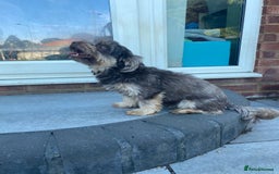 Yorkshire Terrier dogs for sale: 5-year-old chocolate girl - Image 4