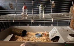 Guinea Pig rodents for sale: 2 guneai pigs for sale  - Image 3