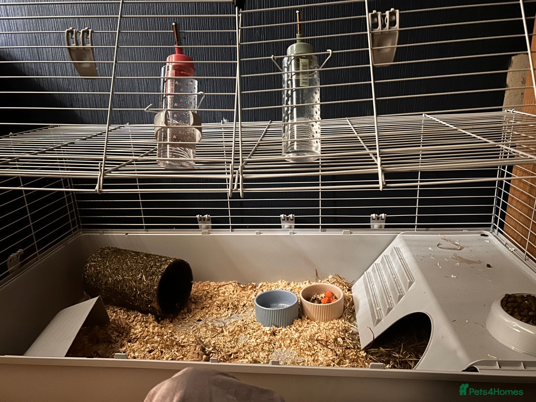 Guinea Pig rodents for sale: 2 guneai pigs for sale  - Image 3