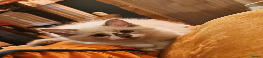 Ragdoll Kitten 3