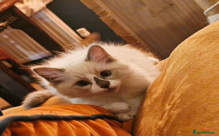 Ragdoll cats - Advert 7
