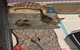 Savannah cats for sale: Savannah F4 girl kittens - Image 2
