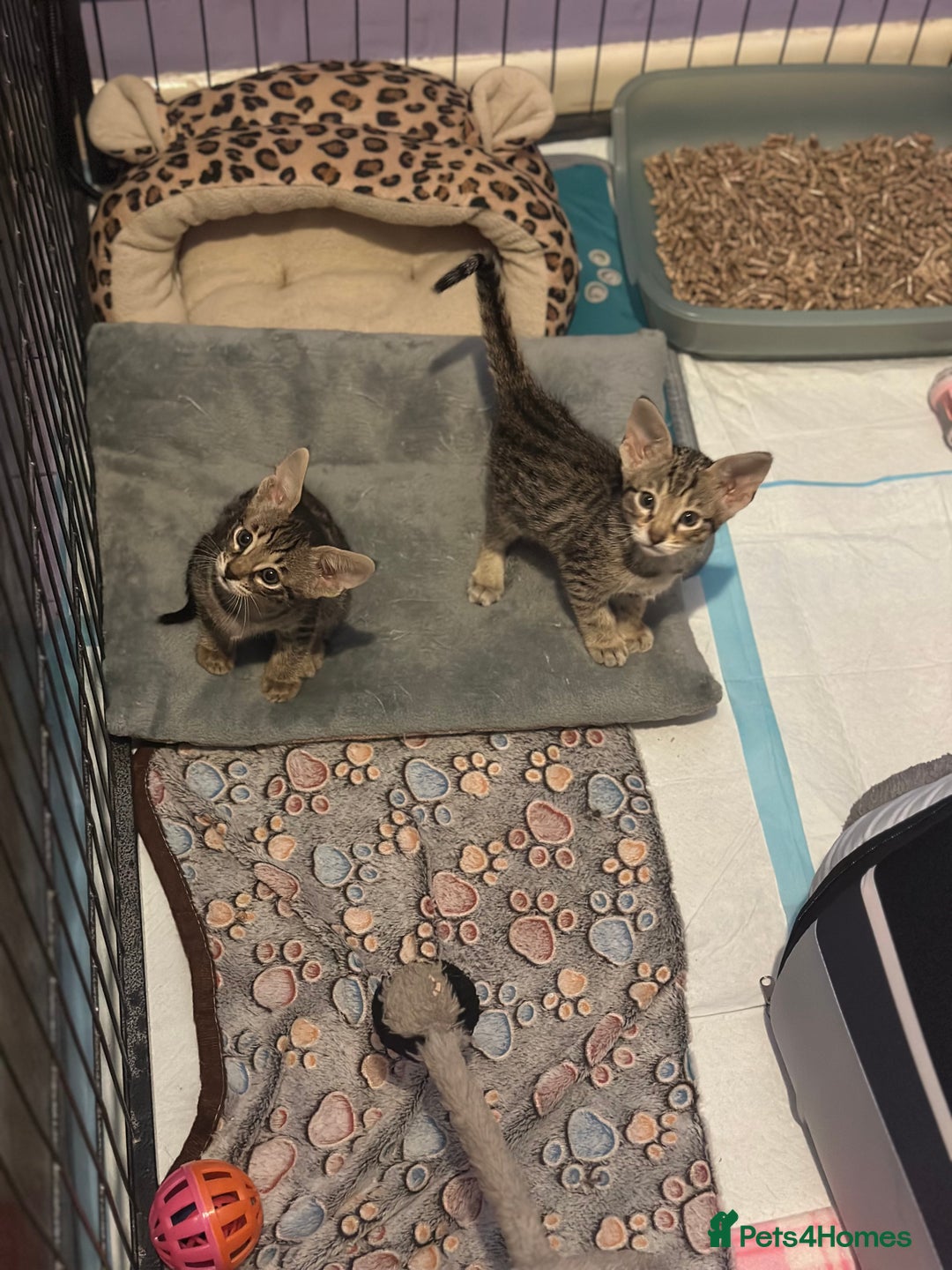 Savannah cats for sale: Savannah F4 girl kittens - Image 2