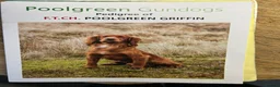 Cocker Spaniel dogs for sale: Top pedigree working cocker spaniel puppies! - Advert 12