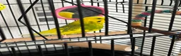Budgerigars birds for sale: Budgie and cage free to good home - Advert 1