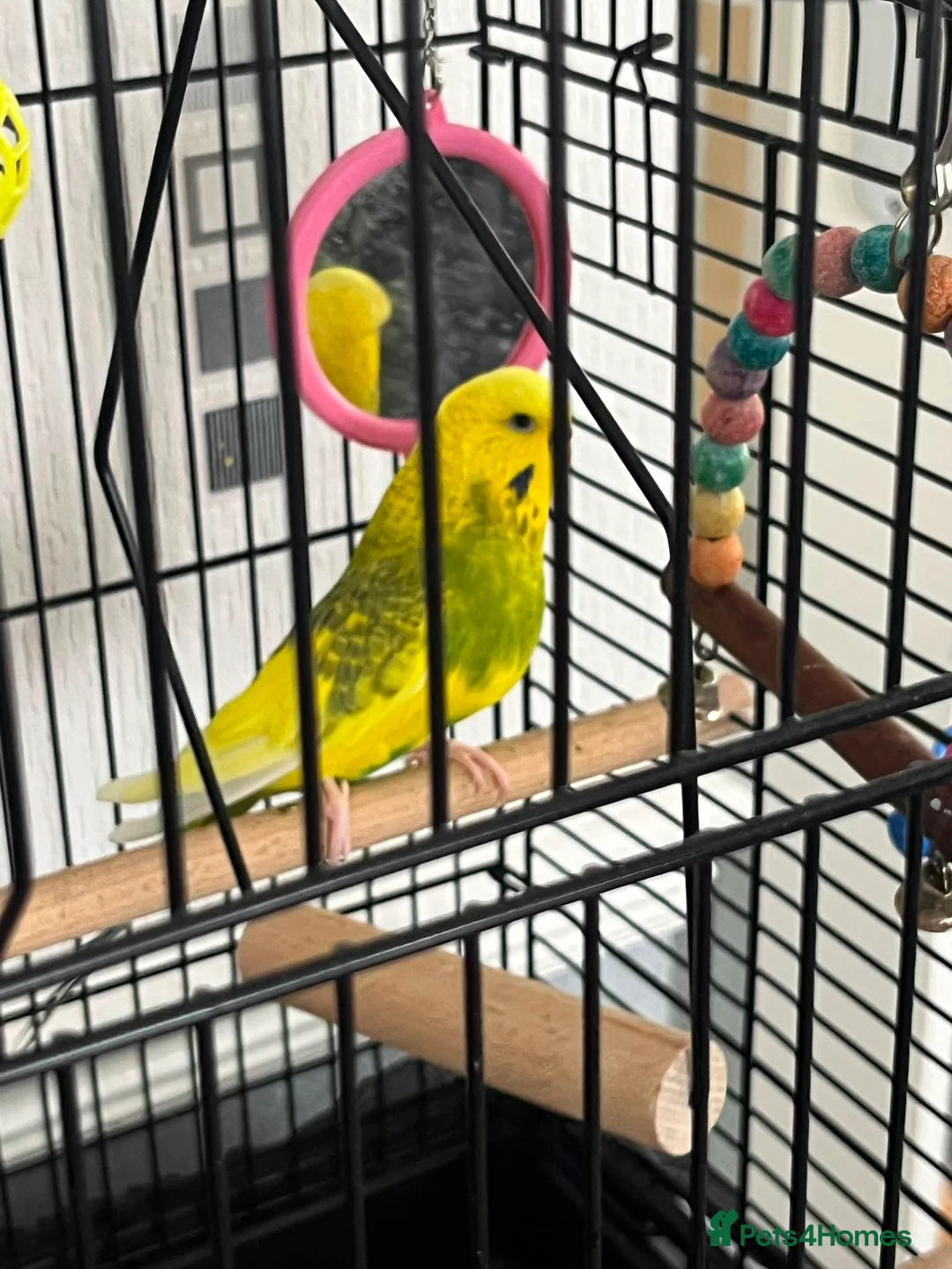 Budgerigars birds for sale: Budgie and cage free to good home - Advert 1