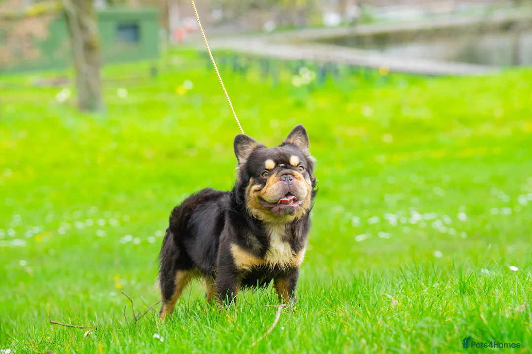 French Bulldog dogs for stud: Visual Big 🧶 Fluffy Stud in Abertillery - Advert 5