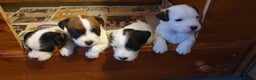 Parson Russell dogs for sale: Litter Of KC Reg.Parson Terrier Pups.  - Advert 3