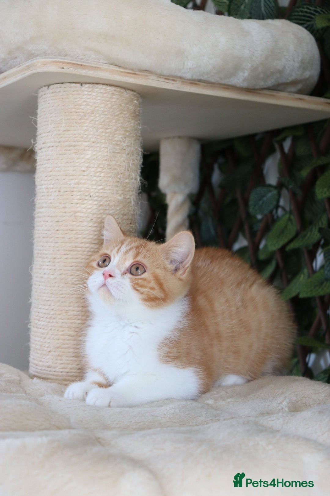 British Shorthair cats for sale: Ready CH Bloodlines BSH TICA registered kittens in Feltham - Image 7