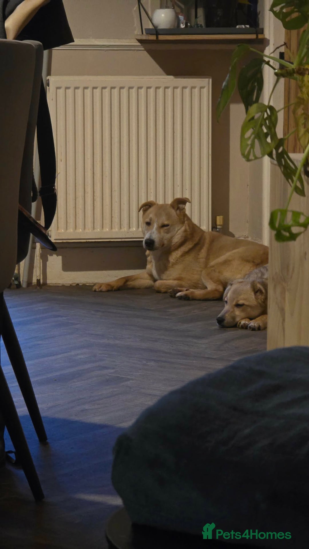 Mixed Breed dogs for adoption: Barney for adoption - Advert 6