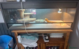Bearded Dragon reptiles for sale: Bearded dragon leather back with 3 foot viv - Image 4