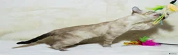 Bengal cats for sale: Ready to Leave – TICA Registered Snow Bengal Girl - Advert 8