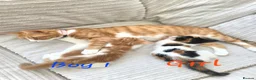 Mixed Breed cats for sale: Adorable kittens looking for their forever homes - Advert 6