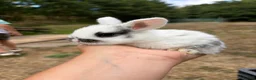 Mixed Breed rabbits for sale: Mixed Breed Rabbits  - Advert 6