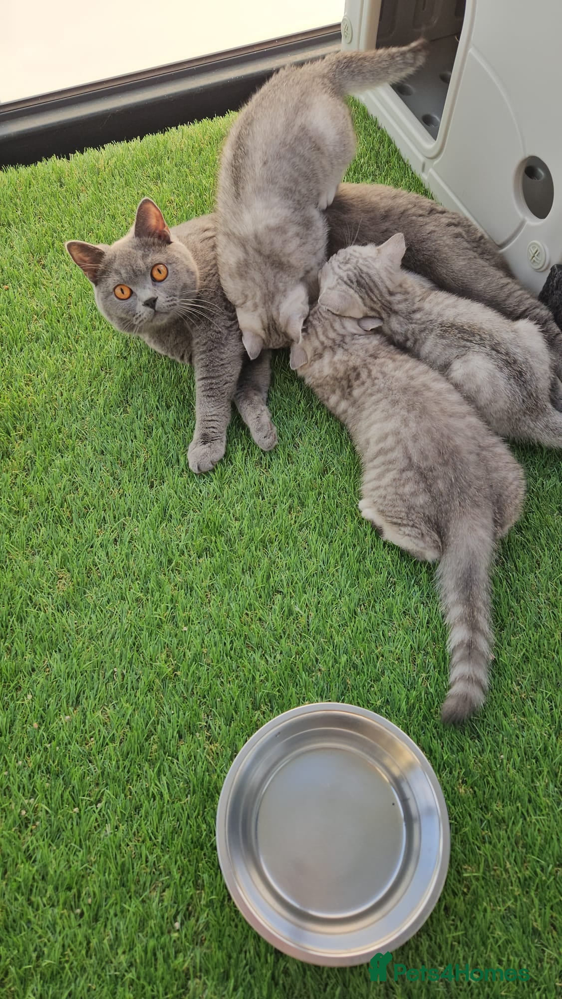 British Shorthair cats for sale: GCCF Blue BSH chunky champion lines - Advert 1