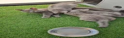 British Shorthair cats for sale: GCCF Blue BSH chunky champion lines - Advert 1
