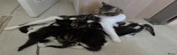 Mixed Breed cats for sale: British Tabby Kittens – Ready Now - Advert 5