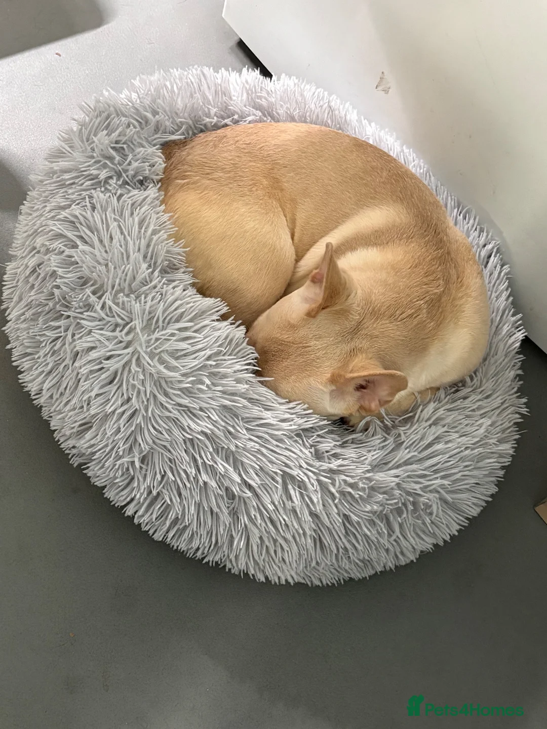French Bulldog dogs for sale: French bulldog  in London - Advert 2